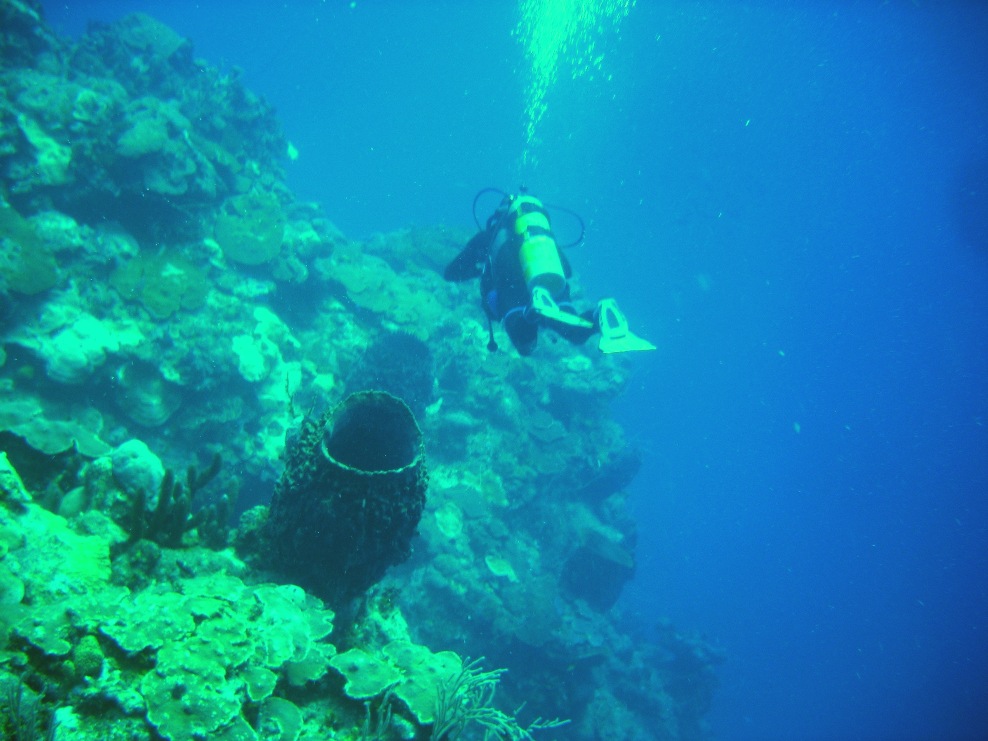 Una crónica a propósito de celebrarse hoy, 8 de junio, el Día Mundial de los Océanos. /Foto: cortesía del Club de Buceo Los Crustáceos