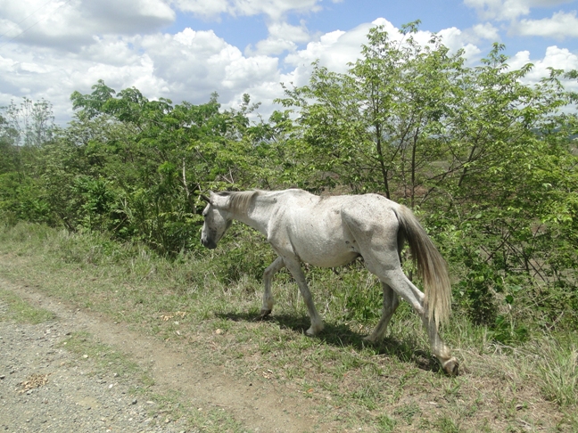 Los animales sueltos en la vía son un peligro en cualquier lugar. Foto: Yoley Santana