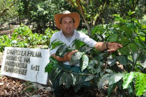 Jesús Chaviano Ruiz, respetado cafetalero, siente predilección entre las variedades sembradas para semillas por la denominada Isla 611, en extremo resistente a plagas y enfermedades. /Foto: Efraín Cedeño