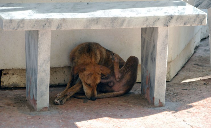 La carencia de una ley de protección animal los hace más vulnerables al desamparo. Fotos: Juan Carlos Dorado