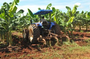 Los tractores empleados en el programa del plátano fueron adquiridos mediante un convenio con Brasil.
