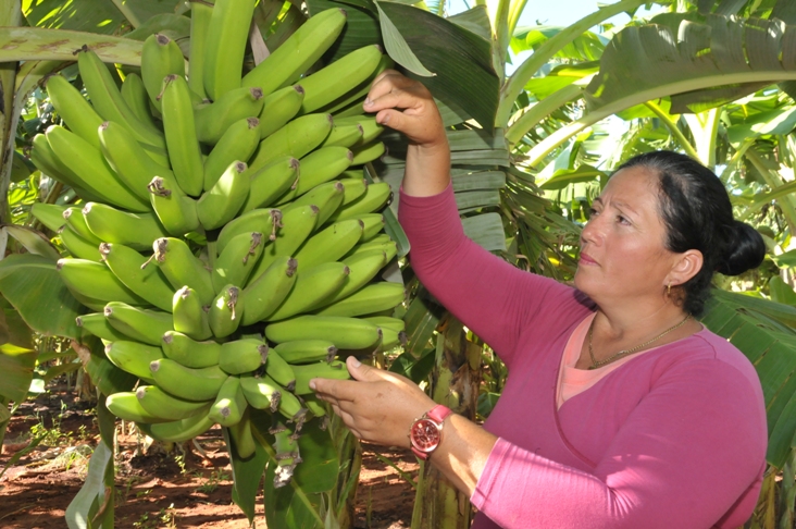 Maritza Díaz Rodríguez, jefa de finca de la Granja 1 de la UEB Juraguá, donde se fomenta el plátano de fruta