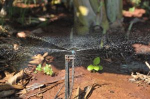 El sistema de riego por aspersión se utiliza en las plantaciones de plátano fruta y plátano burro