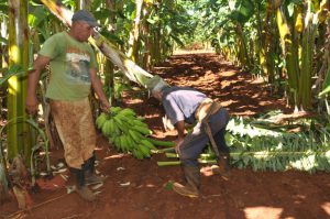 Los campesinos asumen la siembra, limpia, cosecha y traslado de la producción hacia las naves de depósito