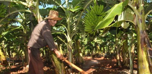 Un programa de recuperación del plátano se implementa en el polo productivo de Juraguá, en Cienfuegos. / Foto: Juan Carlos Dorado