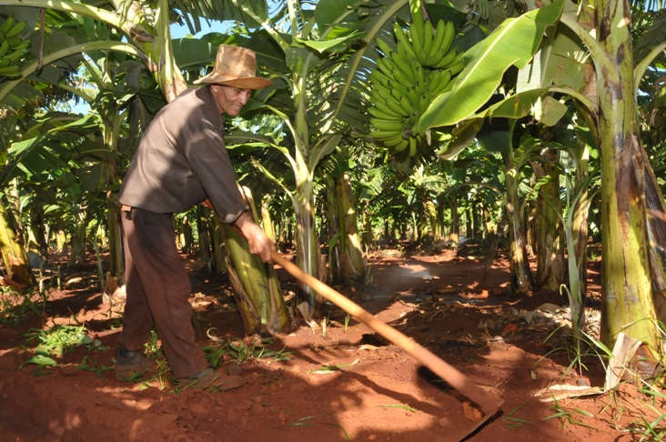Un programa de recuperación del plátano se implementa en el polo productivo de Juraguá, en Cienfuegos. / Foto: Juan Carlos Dorado