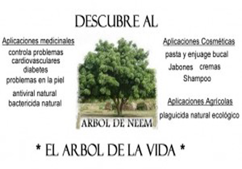 La bendición del árbol del Nim - 5 Septiembre