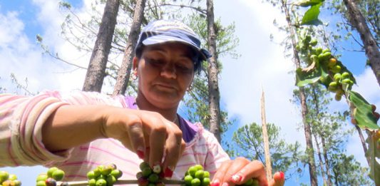 La recogida de los granos maduros que Irma dejó en los arbustos, adelanta la arrancada de la cosecha. /Foto: Ismary