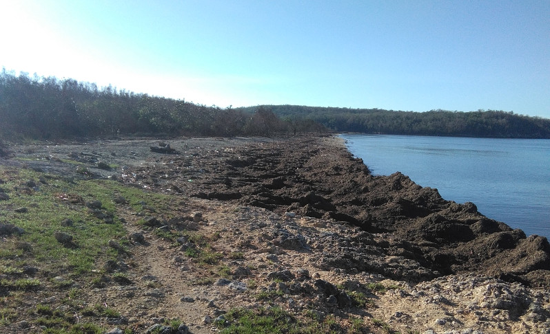 La costa de la enseñada de Rancho Luna, recibió increíbles aportes de materia orgánica del cercano río Arimao, pero también arena. /Foto: Ismary