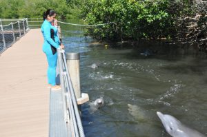 Durante todos estos días Yoanet ha mantenido una atenta vigilancia al comportamiento de los delfines en su provisorio hogar acá en el delfinario de Rancho Luna. /Foto: Juan Carlos Dorado