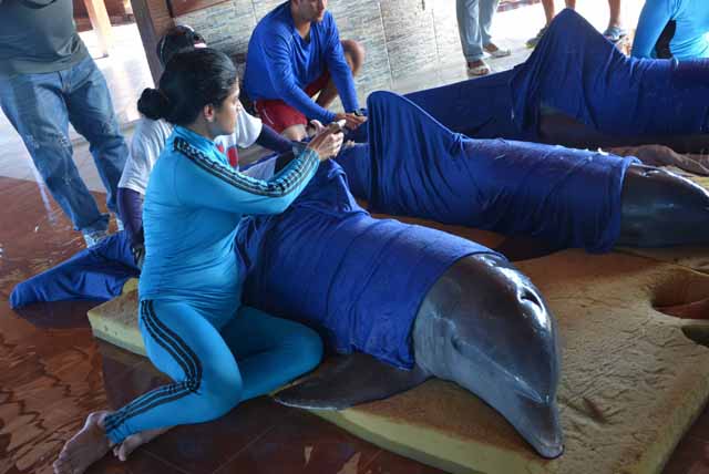 Los cuidadores del delfinario de Cayo Guillermo sedan y humedecen la piel de estos inteligentes mamíferos para la operación de traslado a una zona segura en el balneario de Rancho Luna, en Cienfuegos, ante la inminencia del paso del Huracán Irma, por la cayería norte de Ciego de Ávila. /Foto: Osvaldo Gutérrez Gómez (ACN)