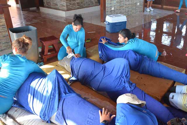 Los cuidadores del delfinario de Cayo Guillermo sedan y humedecen la piel de estos inteligentes mamíferos para la operación de traslado a una zona segura en el balneario de Rancho Luna, en Cienfuegos, ante la inminencia del paso del Huracán Irma, por la cayería norte de Ciego de Ávila. /Foto: Osvaldo Gutérrez Gómez (ACN)