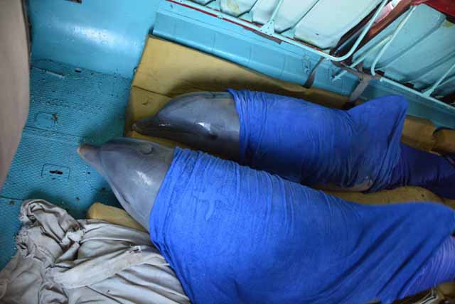 Antes de su traslado a Cienfuegos por vía aérea en helicópteros, los delfines del Centro Recreativo en Cayo Guillermo fueron sedados para evitar sufrimiento o estrés a consecuencia del cambio de hábitat. /Foto: Osvaldo Gutérrez Gómez (ACN)