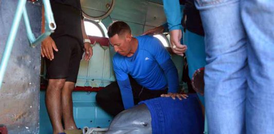 En pleno vuelo, los cuidadores acomodan a los delfines durante su traslado a Rancho Luna, en la provincia de Cienfuegos, desde el Delfinario de Cayo Guillermo, ante la inminencia del paso del Huracán Irma, por la cayería norte de Ciego de Ávila. /Foto: Osvaldo Gutérrez Gómez (ACN)