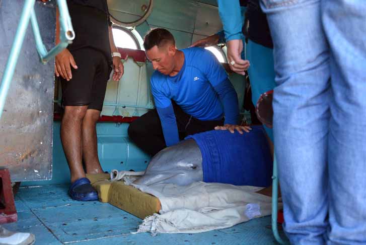 En pleno vuelo, los cuidadores acomodan a los delfines durante su traslado a Rancho Luna, en la provincia de Cienfuegos, desde el Delfinario de Cayo Guillermo, ante la inminencia del paso del Huracán Irma, por la cayería norte de Ciego de Ávila. /Foto: Osvaldo Gutérrez Gómez (ACN)