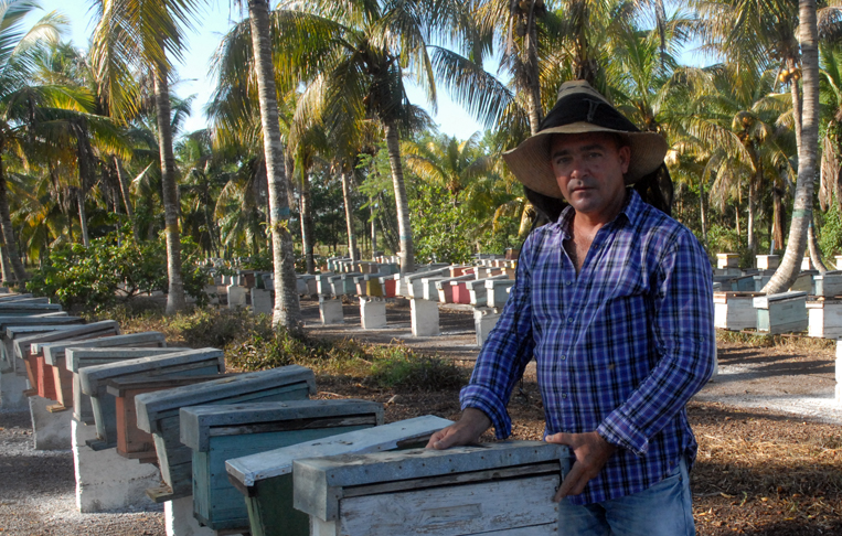 Hirán Ramos González, colmenero desde hace más de dos décadas, es fundador del Centro de Cría de Abejas Reinas, El Cocal, perteneciente a la UBPC apícola de Rodas. /Foto: Magalys