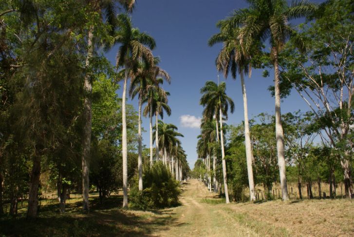 El Jardín Botánico de Cienfuegos sobresale en Cuba por la conservación de especies endémicas. /Fotos: Internet