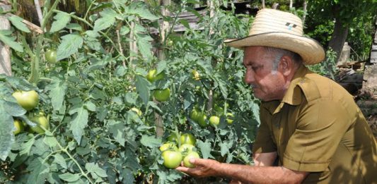 Cienfuegos concentra hoy sus mayores esfuerzos en la producción de vegetales. / Fotos: Efraín Cedeño