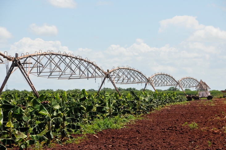 La agricultura de Cienfuegos se enfoca en la recuperación de varios cultivos. / Foto: Centro de Documentación.