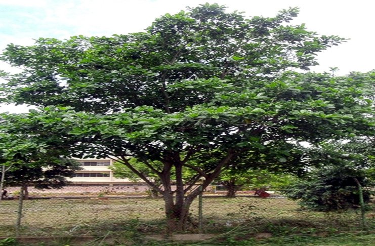 el árbol de Jagua es uno de los atributos que conforman el patrimonio intangible y cultural de los cienfuegueros
