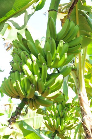 El plátano es el cuarto cultivo de frutas más importante del mundo./Foto: Dorado