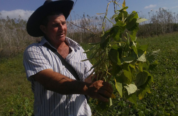 Yoan Borges González, administrador de la UBPC Malezas, muestra una planta de frijol colmada de cajetas del grano. /Foto: Dagmara