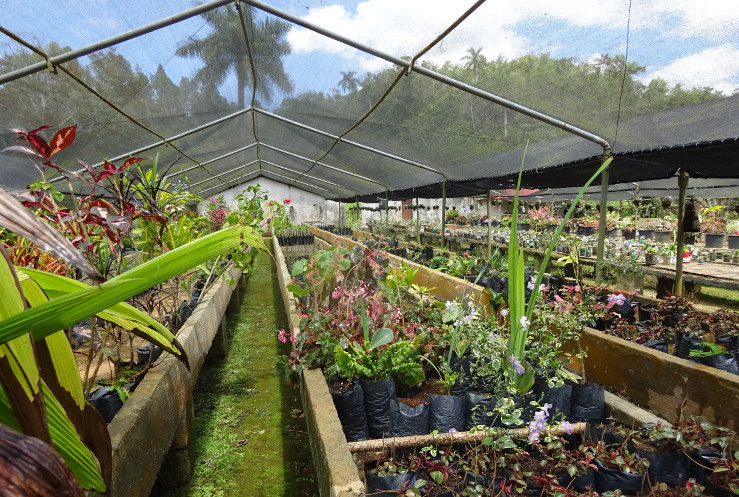 El jardín de plantas ornamentales de montaña pertenece a la Empresa de Flora y Fauna.