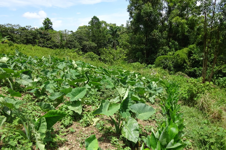 Desde hace cuatro años la Unidad de Gestión Ambiental del CITMA de Cienfuegos coordina en esta provincia un proyecto conservacionista del macizo central de Guamuhaya.