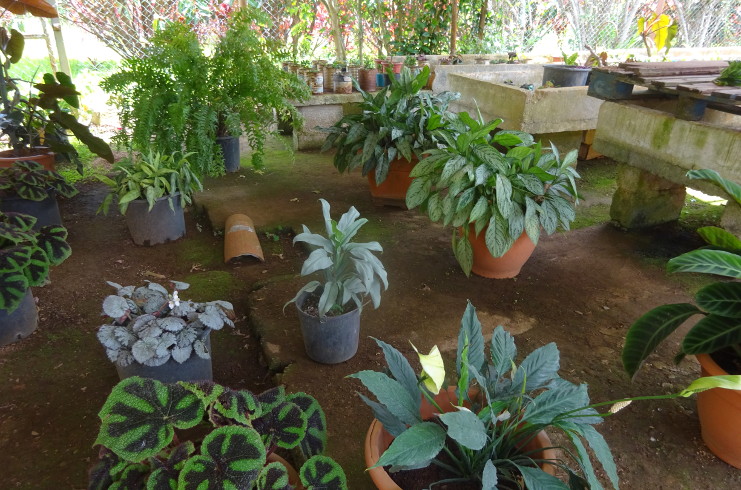 El jardín de plantas ornamentales de montaña pertenece a la Empresa de Flora y Fauna.