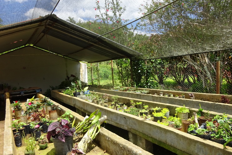 El jardín de plantas ornamentales de montaña pertenece a la Empresa de Flora y Fauna.