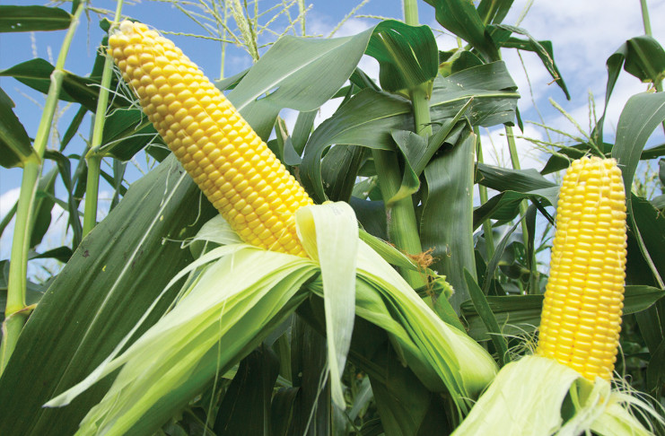 Cienfuegos trabaja en siembra de maíz más alta de su historia, y en particular de la variedad Dorado, de elevados rendimientos. /Foto: Archivo
