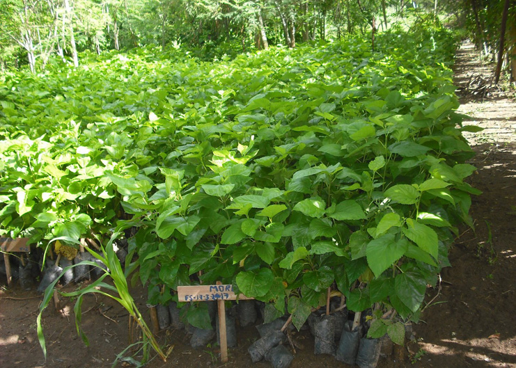 En Cienfuegos hay nueve viveros de plantas proteicas. /Foto: Centro de Documentación