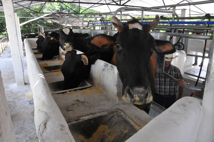 Estas vacas se alimentan del pienso criollo elaborado en la fábrica de Rodas. /Foto: Magalys Chaviano