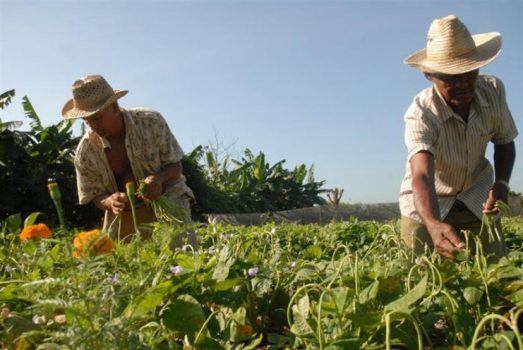 El rescate de patios y parcelas, a la usanza de los primeros años de auge del movimiento de la agricultura urbana, es clave para el logro de la soberanía alimentaria en el país, empezando por el autoabastecimiento a nivel local. /Foto: Juan Antonio Borrego