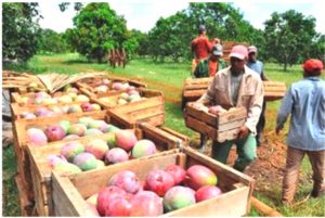 Es neceario considerar además, las cuantiosas pérdidas económicas por el desvío de una producción, cuyo principal destino sería el consumo fresco de la población, la industria conservera y el turismo./Foto: Tomada de TVavileña