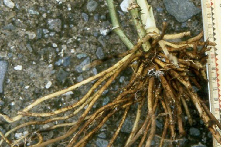 Inflorescencia del bejuco ubí, planta rastrera de amplio uso en la farmacopea popular. /Foto: Internet