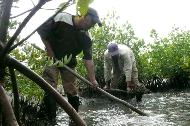 El Plan de Desarrollo Integrador del puerto prevé la reforestación costera, en particular manglares, en el entorno de los enclaves industriales aledaños al litoral. /Foto: ACN