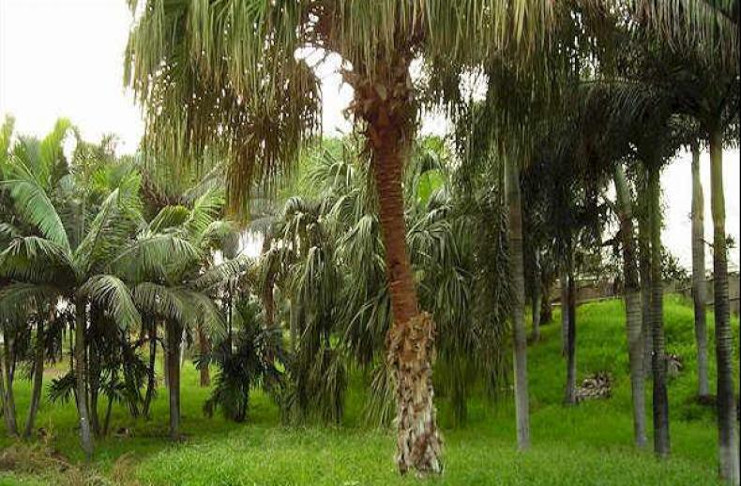 El Jardín Botánico de Cienfuegos donará dos ejemplares para la siembra como contribución a la Cumbre del Clima 2019. /Foto: tomada de Internet