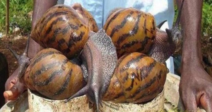 El caracol gigante africano está considerado entre las cien especies exóticas invasoras más dañinas del planeta, no solo para la agricultura, si no para la salud humana y animal. /Foto: Internet