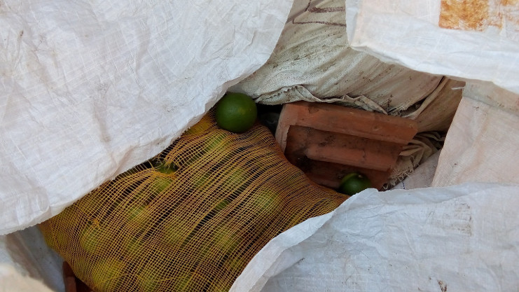 En un recipiente para materiales de la construcción ubicado en las afueras del Mercado, encontraron dos sacos de naranjas, seis ristras de cebolla y una de ajo, lo que evidencia la introducción de mercancías no declaradas para su venta. /Foto: Tay Toscano