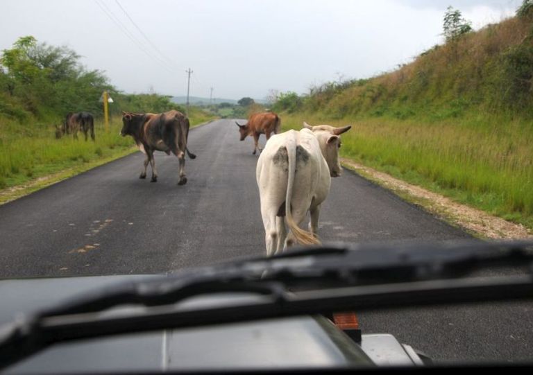 Se extendieron actas de apercibimiento por animales pastando en zonas no autorizadas./Foto: Tomada de Internet