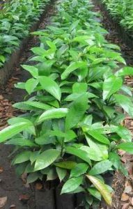 Las posturas para la propagación del mangostán pueden partir del cultivioo enb canteros
