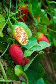 Planta trepadora, cuyos frutos recuerdan el pepino o el melón.