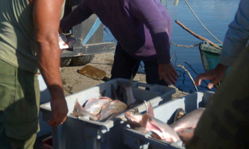 Fueron ocupados 18 kilogramos de pescado./ Foto ilustrativa: Oscar Alfonso (Tomada de Escambray)