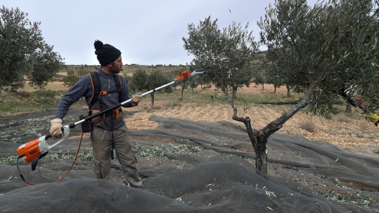 Un trabajador de la industria olivarera en Oliete (Teruel, España), el 17 de Diciembre de 2018. Jose Jordan / AFP