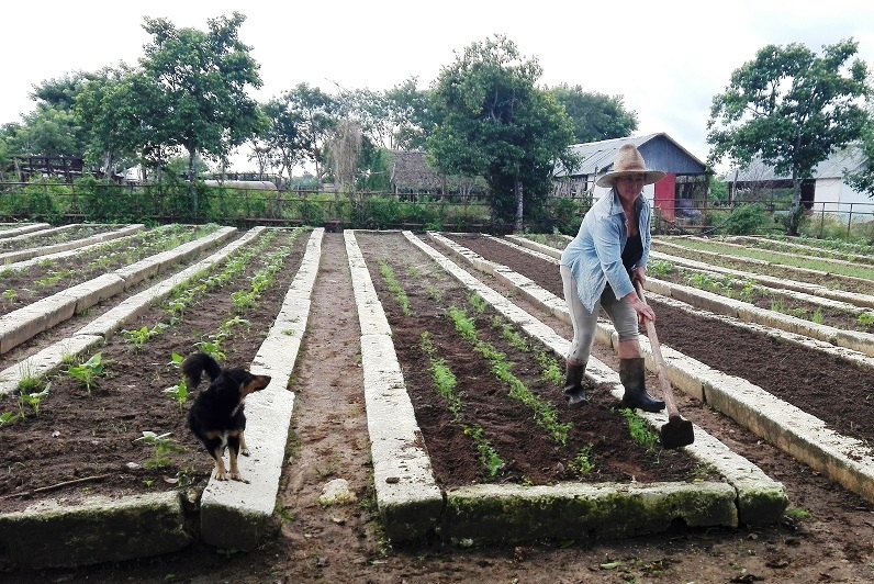 Miembros de las BPD mantiene activa la cosecha de productos agrícolas./ Foto: Armando Sáez