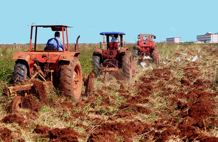 Ya casi está a punto de concluir el alistamiento de las tierras en el principal polo agrícola de la provincia de Cienfuegos, especializado durante años en el cultivo del tubérculo. /Foto: Efraín Cedeño