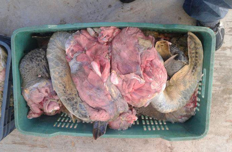 En el litoral de la CEN fue sorprendido un pescador submarino ilegal al que ocuparon 60 kilogramos de carne limpia de caguama, una especie protegida. /Foto ilustrativa