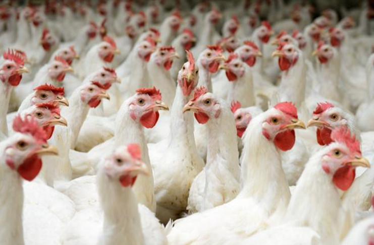 La Empresa Avícola de Cienfuegos planifica iniciar para el próximo año la producción de 50 toneladas de pollo de ceba en la Unidad Empresarial de Base Juraguá. /Foto: Tomada de Internet