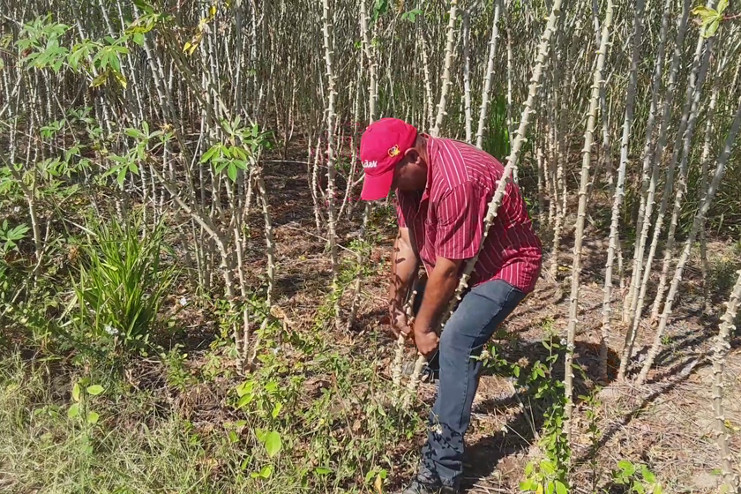 Ubicada en las inmediaciones del lomerío, la finca El Porvenir está dirigida por Alcides Hernández Pérez, beneficiado por los decretos que entregan tierras a los nuevos campesinos. /Fotos: Geidy Antón González